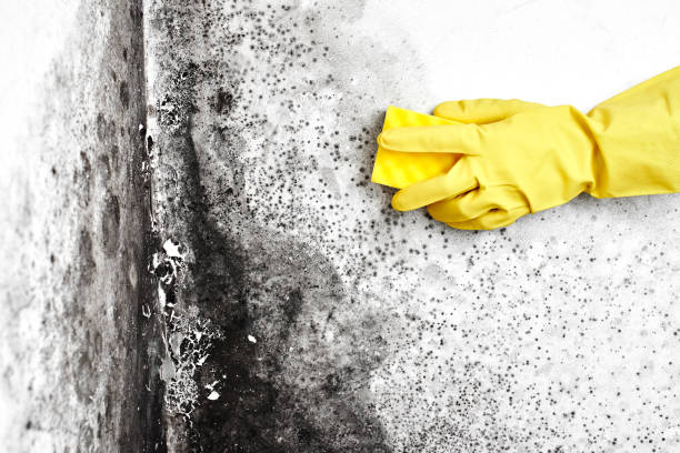 Best Toxic Mold Removal  in Neenah, WI