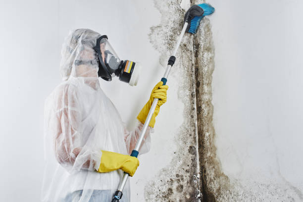 Certified Mold Removal in Neenah, WI