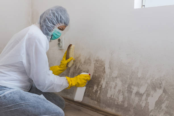 Neenah, WI Mold Removal Company