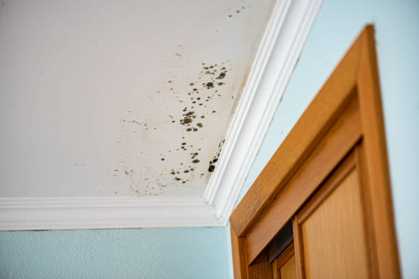 Best Office Mold Removal Services  in Neenah, WI