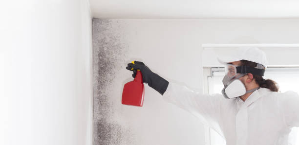 Best Emergency Mold Removal  in Neenah, WI