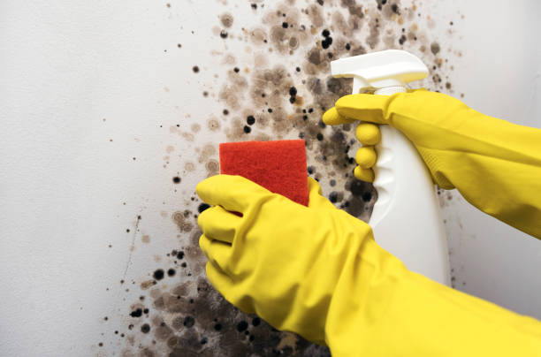 Best Mold Remediation Experts  in Neenah, WI