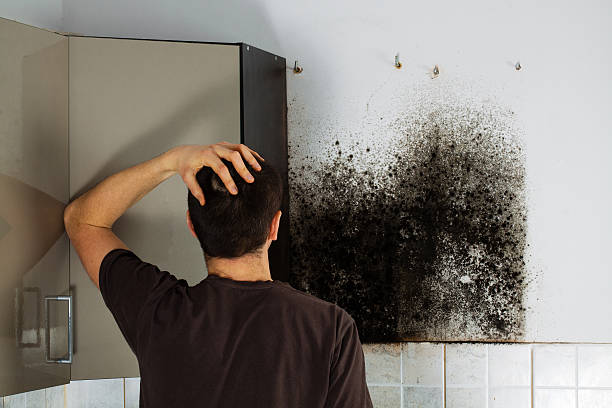 Office Mold Removal Services in Neenah, WI