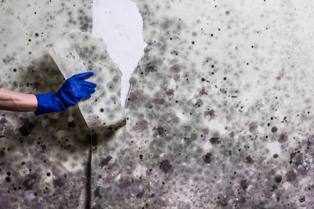 Best Home Mold Removal  in Neenah, WI