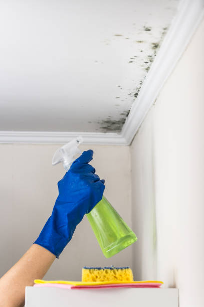 Best Same-Day Mold Removal  in Neenah, WI